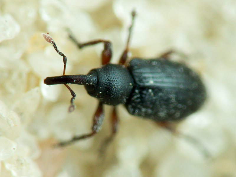 Curculionidae Latreille, 1802